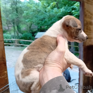 Photo №1. whippet - for sale in the city of Brussels | negotiated | Announcement № 169340