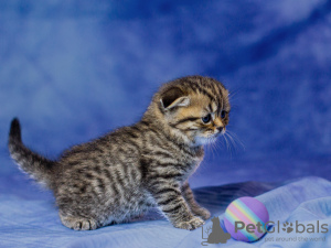Additional photos: Scottish kittens for sale