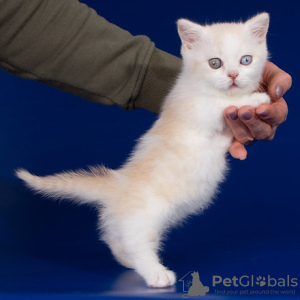 Photo №1. munchkin - for sale in the city of Brussels | negotiated | Announcement № 118453