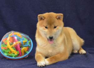 Photo №1. shiba inu - for sale in the city of Dmitrov | negotiated | Announcement № 4647
