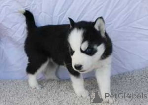 Photo №1. siberian husky - for sale in the city of Hamburg | 310$ | Announcement № 154789