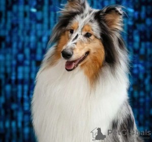 Photo №3. Longhaired Collie, female, champion. Russian Federation