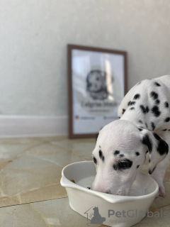 Photo №1. dalmatian dog - for sale in the city of Paris | 400$ | Announcement № 28287