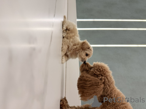 Photo №1. maltipu - for sale in the city of Kharkov | 744$ | Announcement № 146977