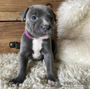 Photo №1. american staffordshire terrier - for sale in the city of Patras | 317$ | Announcement № 78611
