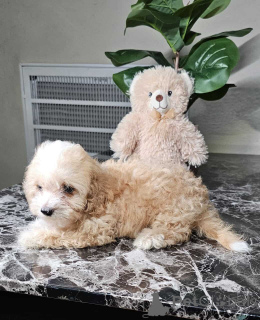 Photo №3. Playful And Sweet Maltipoo Puppies. Germany