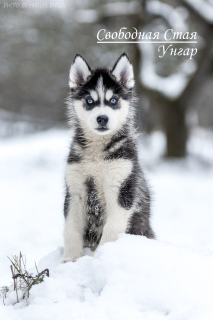 Photo №2 to announcement № 5362 for the sale of siberian husky - buy in Russian Federation from nursery