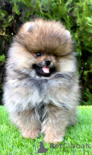 Photo №2 to announcement № 110303 for the sale of pomeranian - buy in Serbia 