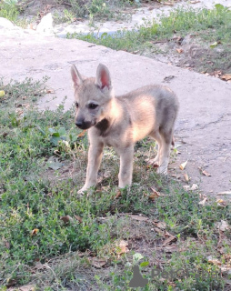 Photo №3. Czechoslovakian Wolfdog puppies. Serbia