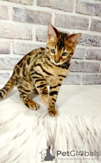 Photo №2 to announcement № 13953 for the sale of bengal cat - buy in Ukraine from nursery