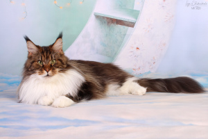 Photo №3. Adult maine coon cat. Russian Federation