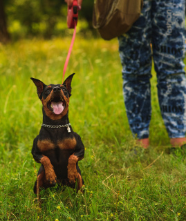 Photo №4. I will sell miniature pinscher in the city of Donetsk. private announcement - price - 128$