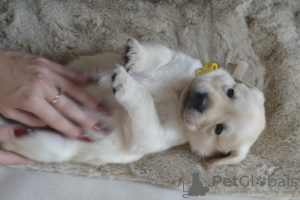 Additional photos: Labrador Retriever