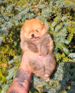 Photo №1. pomeranian - for sale in the city of Werbass | negotiated | Announcement № 106587