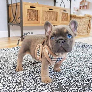 Photo №1. french bulldog - for sale in the city of Stockholm | 423$ | Announcement № 84873