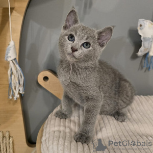 Photo №2 to announcement № 121994 for the sale of russian blue - buy in United Kingdom 