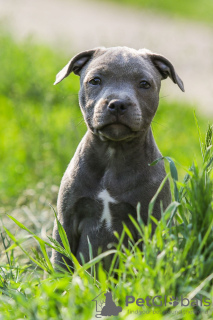 Additional photos: American Staffordshire Bull Terrier girls