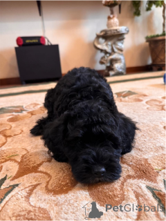 Photo №3. Poodle puppies are sold. Russian Federation