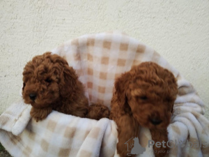 Photo №2 to announcement № 84928 for the sale of poodle (dwarf) - buy in Serbia 