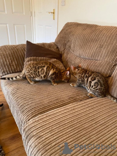 Photo №3. Vaccinated Bengal Cats kittens available for Sale around you with all documents. Germany