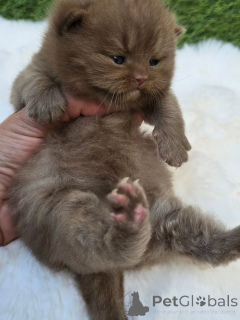 Photo №3. UP FOR ADOPTION AND REHOMING contact whatsapp business 447450021323. Germany