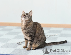 Additional photos: Gentle cat Iriska is looking for a family.