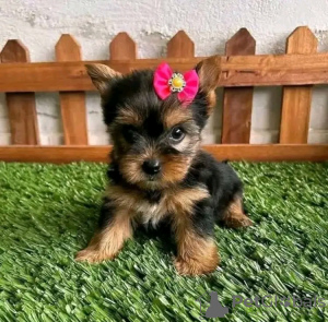 Photo №1. yorkshire terrier - for sale in the city of Ohio City | negotiated | Announcement № 123113