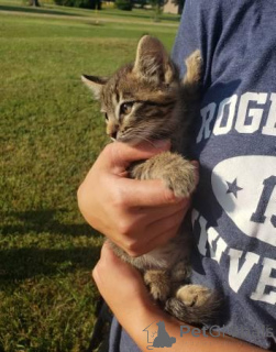 Photo №3. Kittens need homes ( Tiny Tim). United States