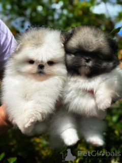Photo №1. pomeranian - for sale in the city of Warsaw | Is free | Announcement № 164056