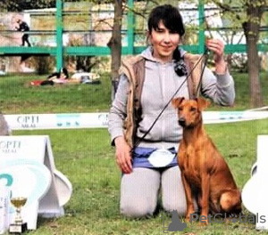 Photo №1. german pinscher - for sale in the city of Kiev | 700$ | Announcement № 10502