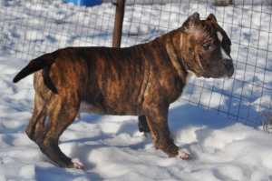 Photo №1. american bully - for sale in the city of Voronezh | Negotiated | Announcement № 5033