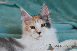 Photo №1. maine coon - for sale in the city of Eagle | 325$ | Announcement № 9953