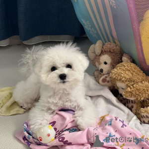 Photo №1. bichon frise - for sale in the city of Tampere | negotiated | Announcement № 92988
