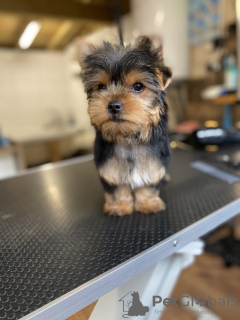 Photo №2 to announcement № 119349 for the sale of yorkshire terrier - buy in Germany private announcement