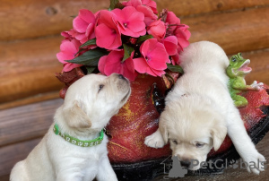 Photo №1. labrador retriever - for sale in the city of Geraardsbergen | 581$ | Announcement № 96204