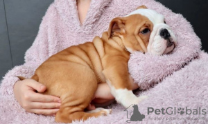 Photo №1. english bulldog - for sale in the city of Алкмар | negotiated | Announcement № 31937