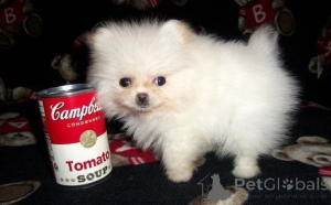 Photo №1. pomeranian - for sale in the city of CINCO RANCH | 500$ | Announcement № 174342