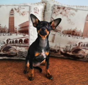 Photo №3. On sale puppies Russian toy terrier at a very nice price. Russian Federation