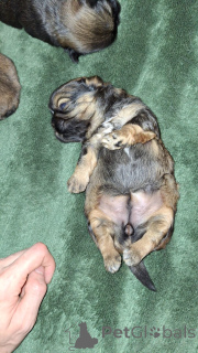 Photo №3. Purebred shi-tzu. Estonia