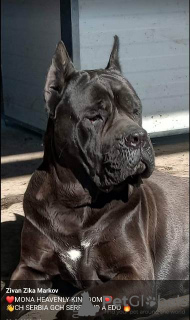 Additional photos: Cane Corso puppies