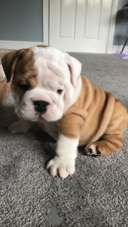 Photo №1. english bulldog - for sale in the city of Hagen | 370$ | Announcement № 88976