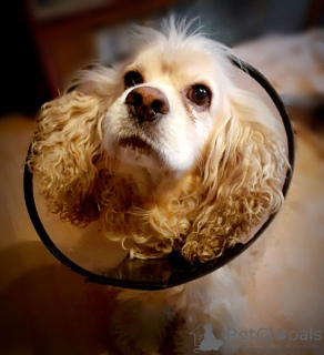Photo №4. I will sell american cocker spaniel in the city of Moscow river. private announcement - price - Is free