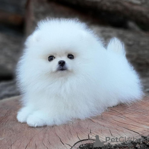 Photo №2 to announcement № 120562 for the sale of pomeranian - buy in Germany private announcement