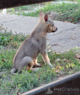 Photo №2 to announcement № 114163 for the sale of czechoslovakian wolfdog - buy in Serbia breeder