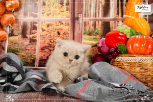 Photo №4. I will sell british shorthair in the city of Berlin. breeder - price - negotiated