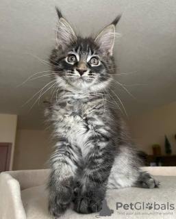 Photo №2 to announcement № 115759 for the sale of maine coon - buy in Germany private announcement