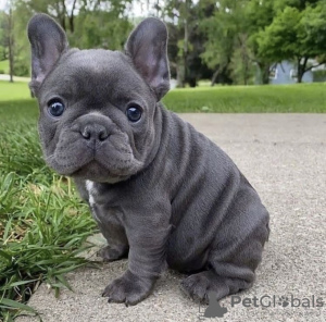 Photo №1. french bulldog - for sale in the city of Budapest | negotiated | Announcement № 42524