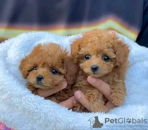 Photo №3. Beautiful poodle puppies Business WhatsApp 37256062792. Finland