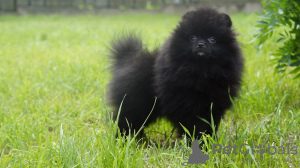 Photo №2 to announcement № 111537 for the sale of pomeranian - buy in Germany private announcement, from nursery, breeder