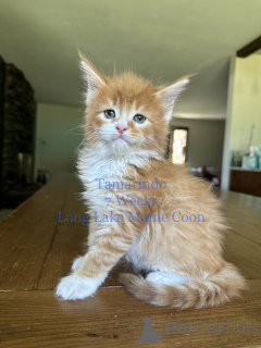 Photo №2 to announcement № 135771 for the sale of maine coon - buy in Germany 